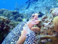  Happy Turtle  